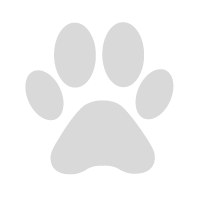 cuccioli di gatto persiano bianco di alta genealogia con pedigree Milano - Zampettando annunci animali