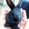 Cuccioli coniglio vendita-adozione Torino 