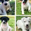 Cuccioli di Jack Russell Terrier  Torino 