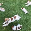 Adorabili cuccioli di Jack Russel Terrier Novara 