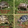 tartarughe di terra varie specie Novara 