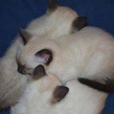 Cuccioli siamese Thai Novara 