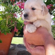 Golden retriever cuccioli esenti malattie ereditarie  Cuneo 