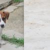 Due maschietti di Jack Russell Terrier Alessandria 