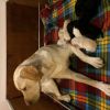 Cuccioli di Labrador Retriever Perugia 