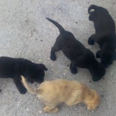 Labrador e Beagle cuccioli Terni 