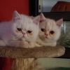 Gatto persiano Terni 