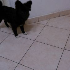 regalo cucciola di 6 mesi spitz nera Ascoli Piceno 