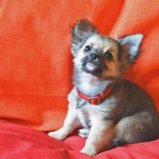 Chihuahua cucciolo a pelo lungo con pedigree ENCI Roma 