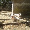 Jack Russell Terrier splendidi cuccioli Roma 