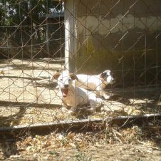Jack Russell Terrier splendidi cuccioli Roma 