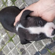 vendo pitbull american terrier  Roma 