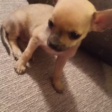 Chihuahua mini toy Roma 