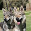 cuccioli cane lupo cecoslovacco  Roma 