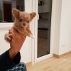 Chihuahua maschio piccolissimo Roma 