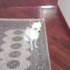 Chihuahua maschio cerca compagna Roma 