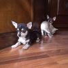 Strepitosi Cuccioli di Chihuahua  Roma 