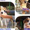 Mix beagle cuccioli Roma 