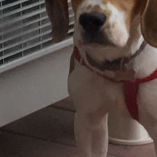 cucciolo di beagle di 6 mesi Roma 