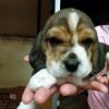 cuccioli beagle Latina 