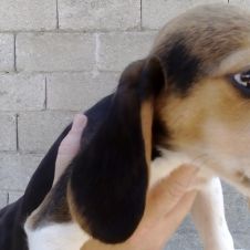 cuccioli di beagle Frosinone 