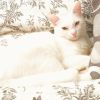 Gattina bianca e dolce Frosinone 