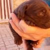Labrador retriever pedigree L'Aquila 
