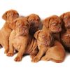 Disponibili Cuccioli DOGUE DE BORDEAUX Teramo 