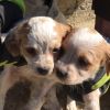 vendita cuccioli di Breton Chieti 