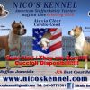 Amstaff - American Staffordshire Terrier Caserta 