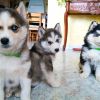 3 bellissimi e purissimi cuccioli di Husky pedigree passaporto libretto sanitario microchip Caserta 