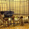 Cuccioli di Jack Russell Terrier Napoli 