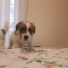 Disponibili cuccioli di Jacke Russell Terrier  Napoli 