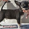 Cucciolo Chihuahua con pedigree Avellino 