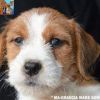 Jack Russell Terrier - Cuccioli Altamente Selezionati Salerno 
