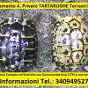 TARTARUGHE Terrestri - Tutta ITALIA Taranto 