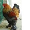 vendo polli brama giganti bianco columbia e vari colori Cosenza 