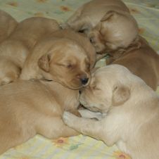 Vendita cuccioli di golden retriever Caltanissetta 