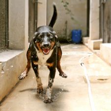 STELLINA - FORREST GUMP adozione cane Siracusa 