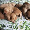 Cucciole stupende di Golden Retriever a como appena nate  Como 