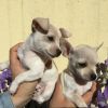 Cuccioli di Chihuahua Sondrio 