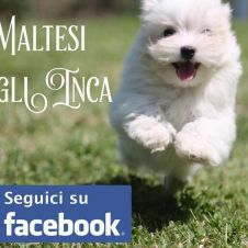 cuccioli maltese, molto piccoli con importante pedigree Milano 