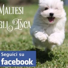 allevamento maltesi cuccioli con pedigree disponibili Milano 