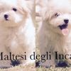 allevamento maltesi cuccioli disponibili Milano 