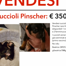 Vendo stupendi cuccioli di pinscher colore nero focato Bergamo 