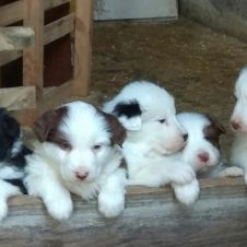 vendo cuccioli di pastore australiano Brescia 