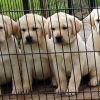 Cuccioli di Labrador Retriever disponibili Cremona 