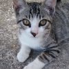 Gattini in adozione Padova 