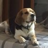 beagle adulto affettuoso giocherellone cerca casa Padova 