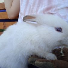 Coniglio nano ariete bianco occhi blu Udine 